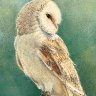 Barn Owl, Looking Back