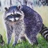 Curious Raccoon