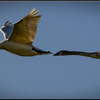 Swan and cygnet 4 halved..jpg