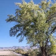 High Country Tree.jpeg