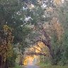 Sunlight on a Canopy Road