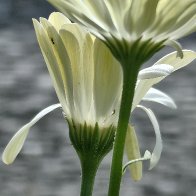 A Pair Of Daisies.jpg