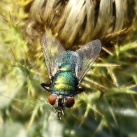 Common Green Bottle Fly.jpg