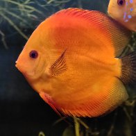 Red Discus.jpg