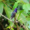 Violet Saberwing Hummingbird 