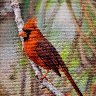 Cardinal by Vanessa Barringer - based on pic by Ederle