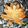 Golden Sedum