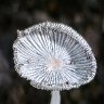 Hare's Foot Inkcap