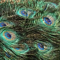 Peacock Design res.jpg