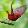 Red Summer Tanager in Panama