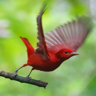 summer tanager.JPG