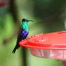 Crowned Wood Nymph Hummingbird 