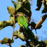 Green Parrot 