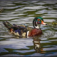 American wood-duck halved..jpg