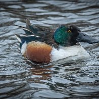 Grey day shoveler 2.jpg