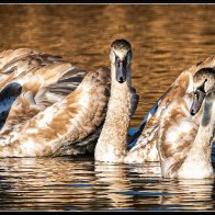 swans orange background.jpg