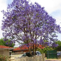 1. Jacaranda.jpg