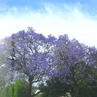 2. Jacaranda.jpg