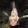 Astonished Lionfish