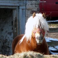 Bad Hair Day.JPG