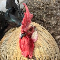 Portrait Of A Rooster res.jpg