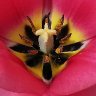 Symmetry Of A Tulip