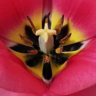 Symmetry Of A Tulip.jpg