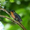 Mountain Gem Hummingbird Perching on Branch