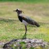 Southern Lapwing 