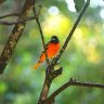 Migrating Baltimore Oriole 