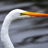 Egret Portrait