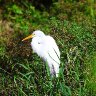 Egret in the Sun 