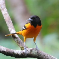 Oriole 2.JPG