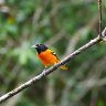 Baltimore Oriole 