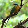 Blue Crowned Motmot