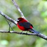 Crimson Backed Tanager