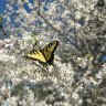 Butterfly on Cherry Tree