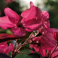 Blossoms Glowing In The Setting Sun.jpg