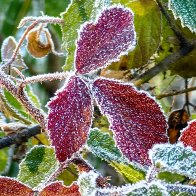 Frosty Leaves res.jpg