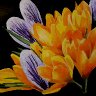Crocus buds