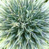 Echinops Close-up.jpg