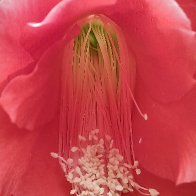 Pistil And Stamens Of The Red Orchid Cactus Flower.jpg