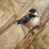 2025 Chickadee No. 1