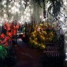 Christmas Wedding - Lights Challenge