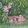 Bambi