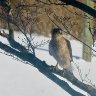 What do my eyes see? A Cooper&rsquo;s Hawk?
