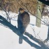 Friendly Visit from a Cooper&rsquo;s Hawk