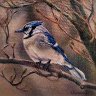 Blue Jay by Vanessa Barringer
