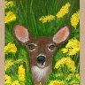 White-tailed Doe