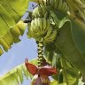 Bananas growing